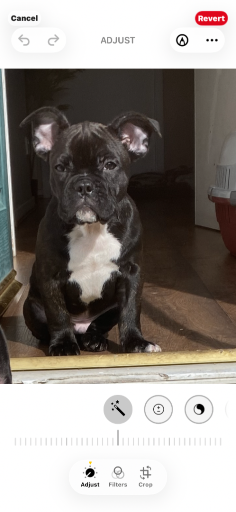 French bulldog puppy