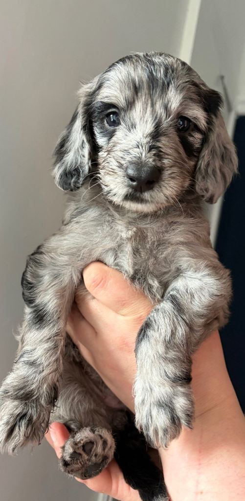 🐾 Adorable Puppies Looking for Loving Homes 🐾