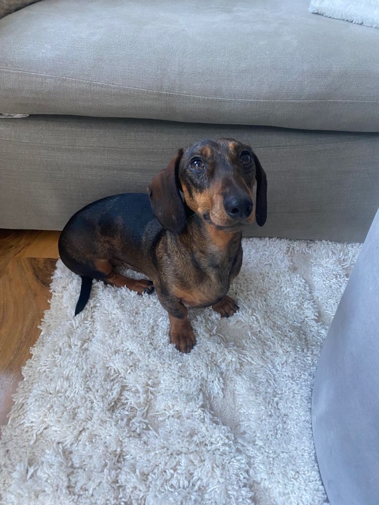 Male daschund 3 years