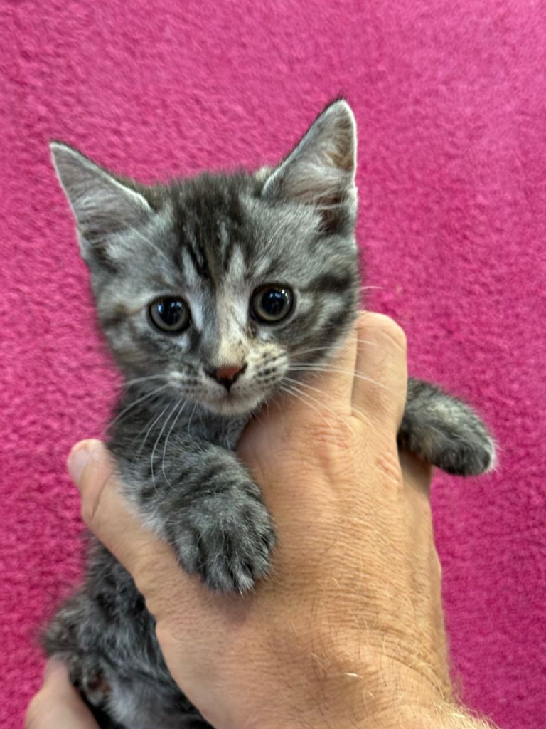 Beautiful Kittens- new litter ready to leave today 31/08