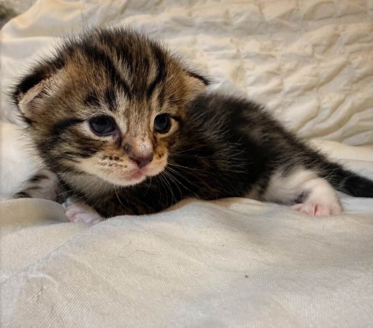 🐾 Exceptional Turkish Angora x Kittens – Raised with Love in Belper