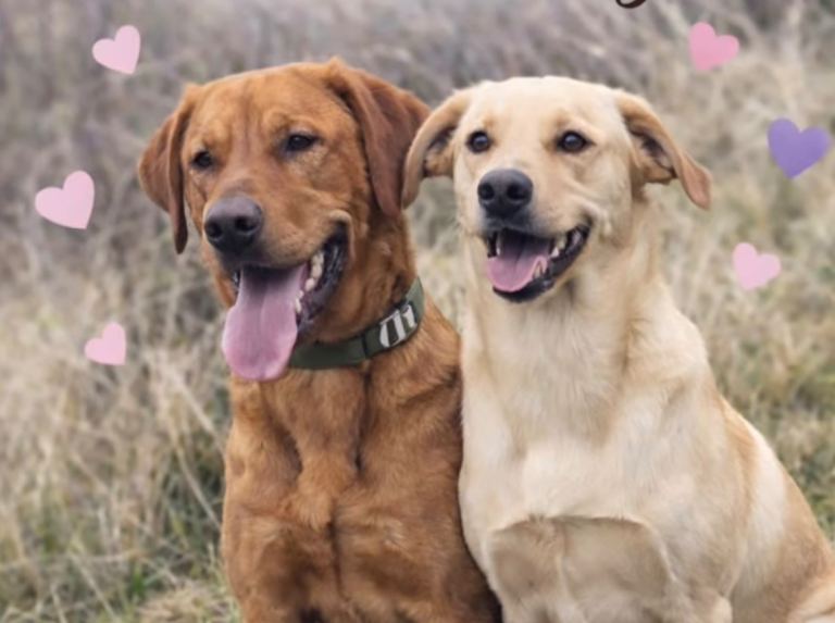 KC registered Labrador Puppies