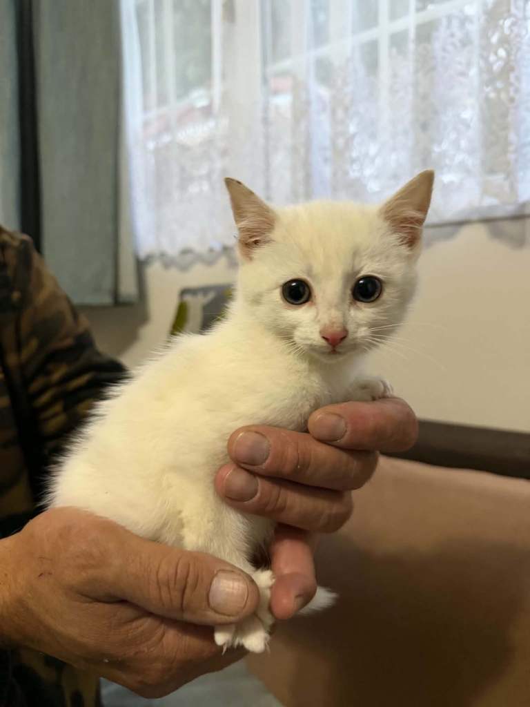 Kittens for sale 