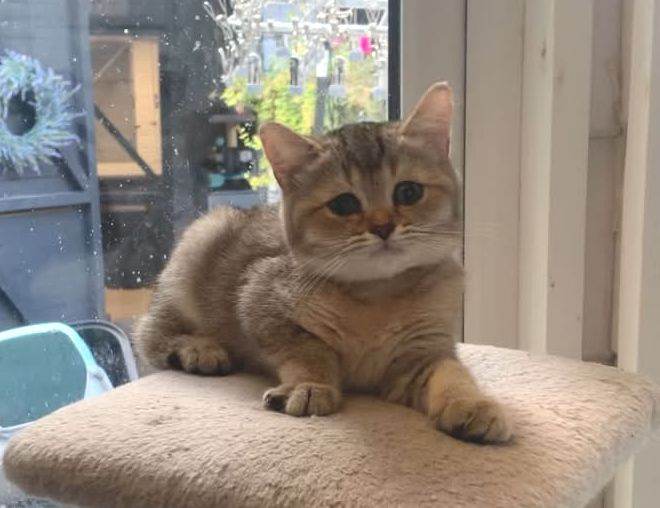 BSH pedigree Beautiful Golden girl 
