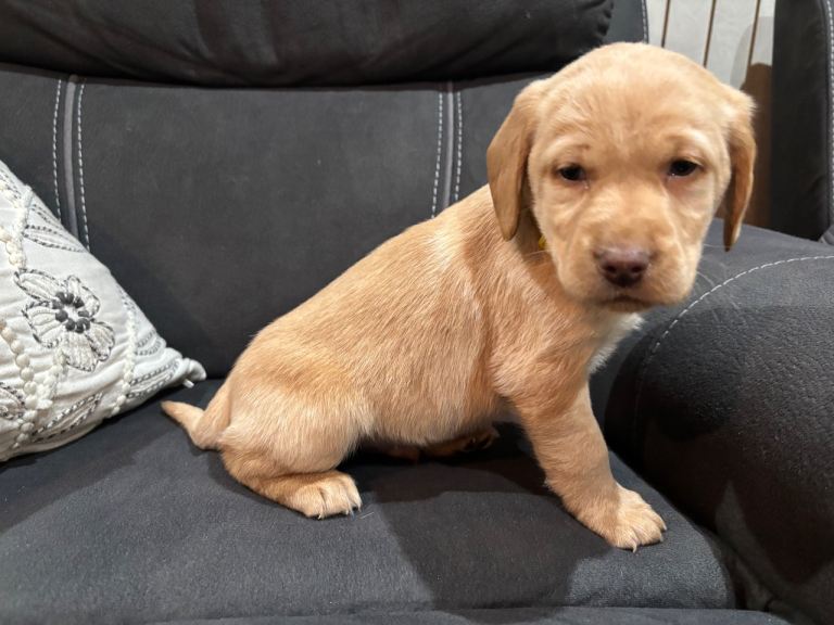 2 male Labrador x Cocker spaniel male pups left 