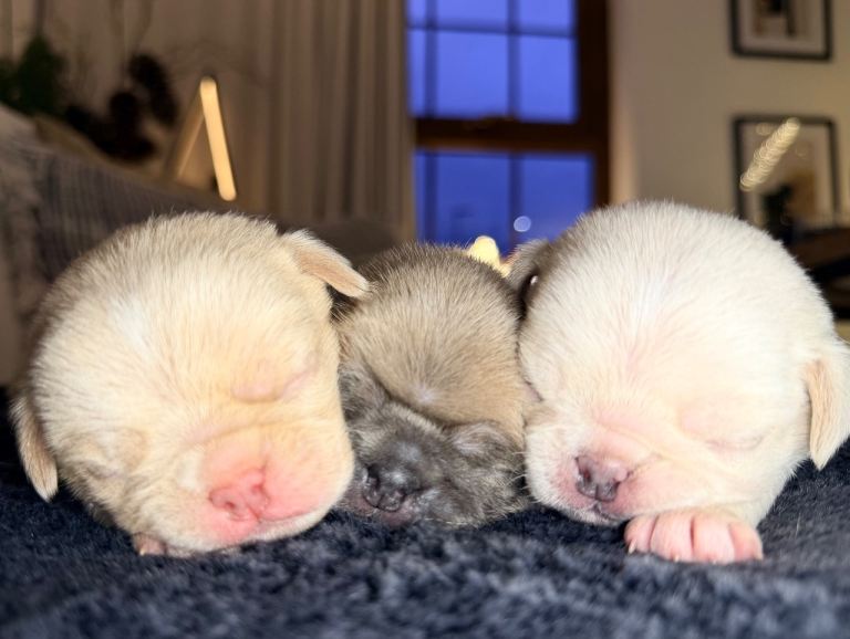 Exceptional pure breed Male Pug Puppies – Rare Colours