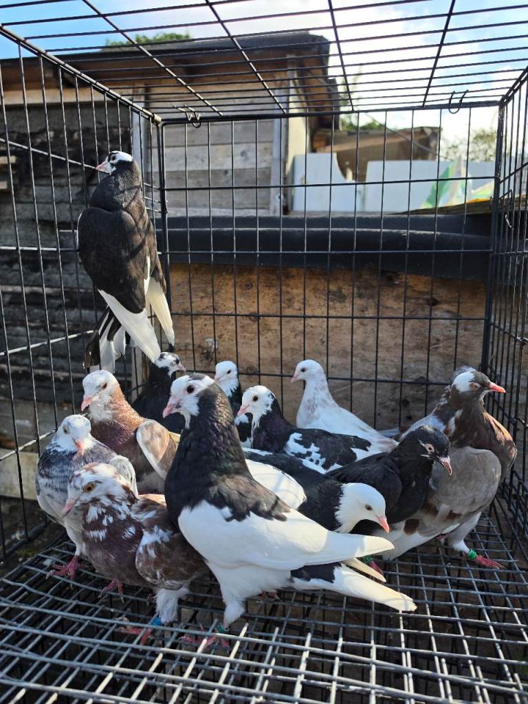 Pigeons 