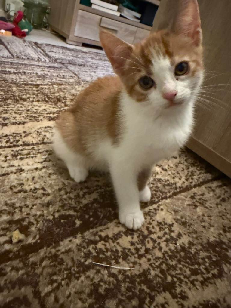 Kittens ready now