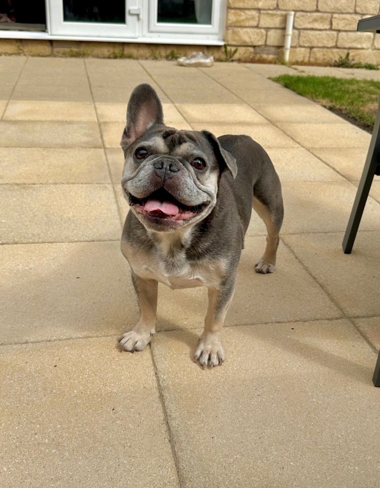 2 x loving French bulldogs to re-home 