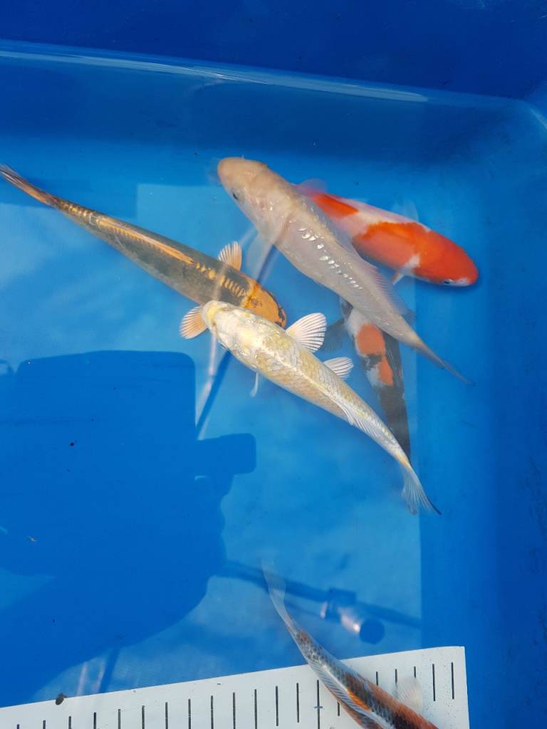 Koi carp for sale from £10 
