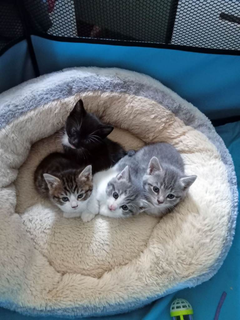 4 (3 reserved) beautiful kittens  