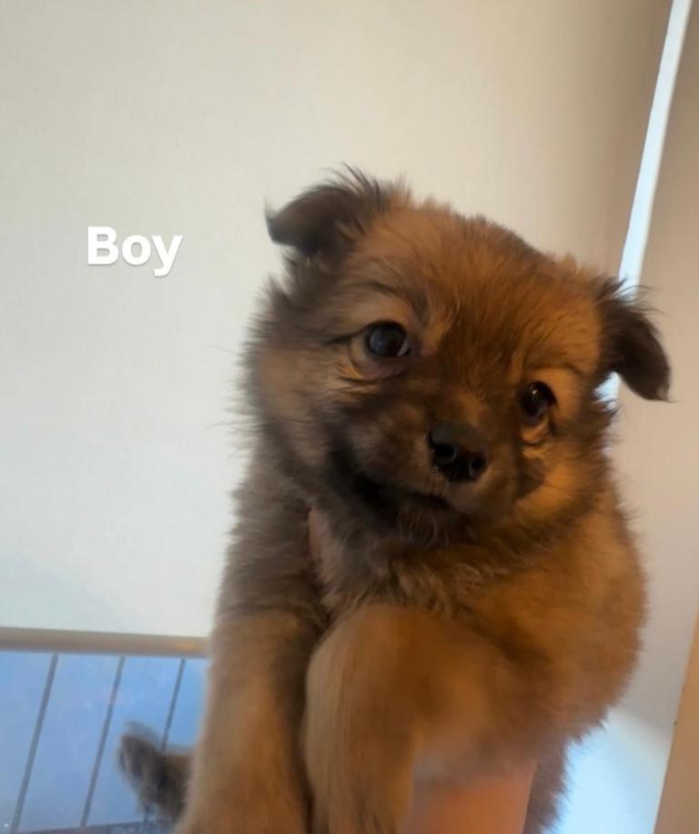 Pomchi puppies