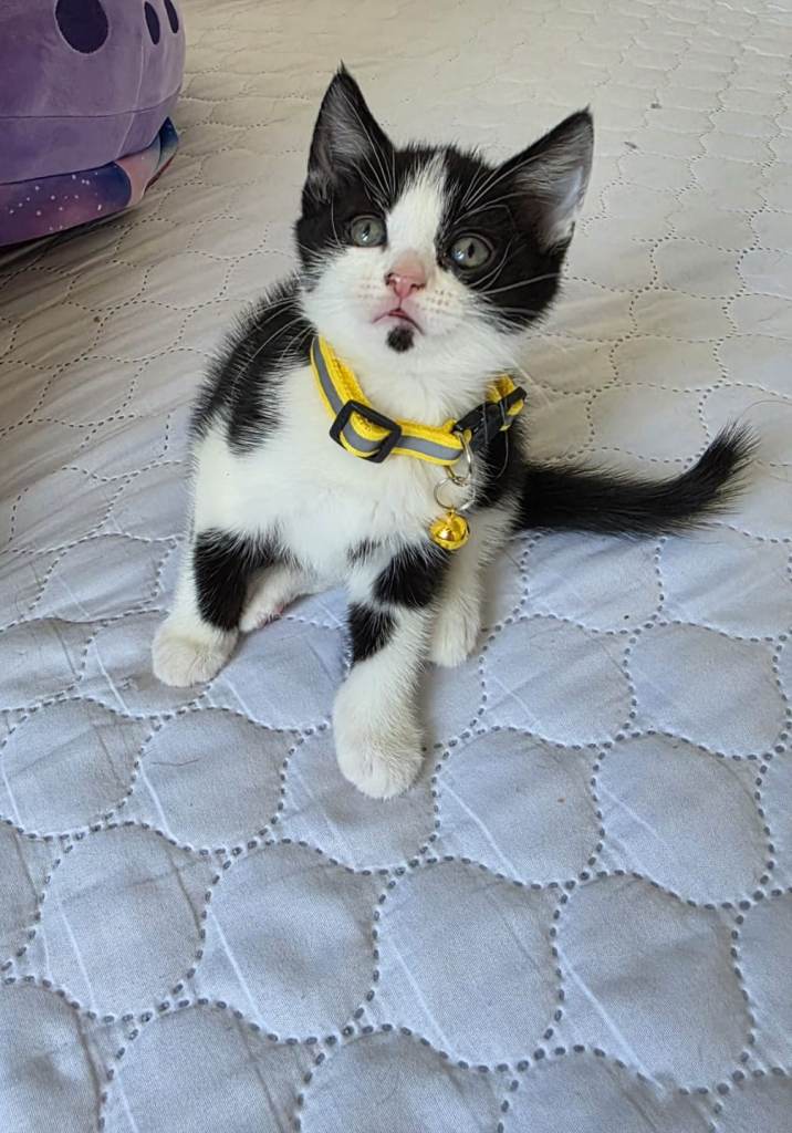 Kittens for sale 