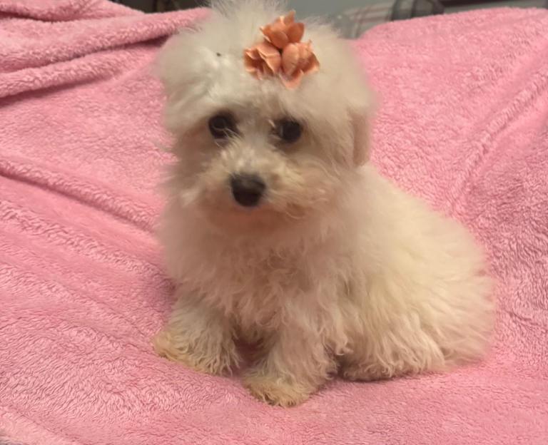 BICHON FRISE PUPPIES 