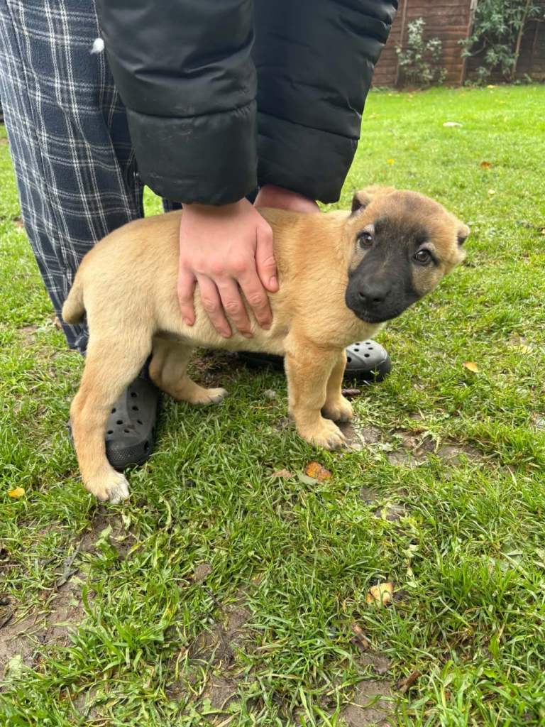 German shepherd x puppies 