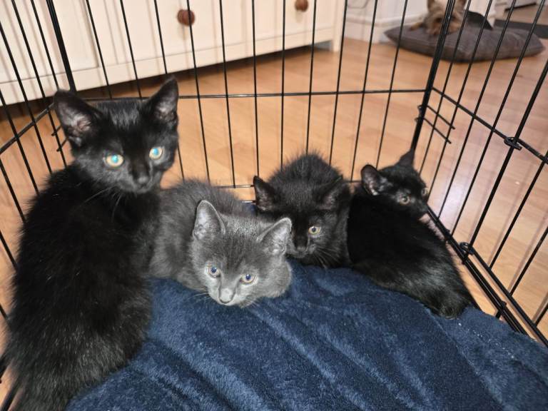 Lovly Kittens looking for new home !!!