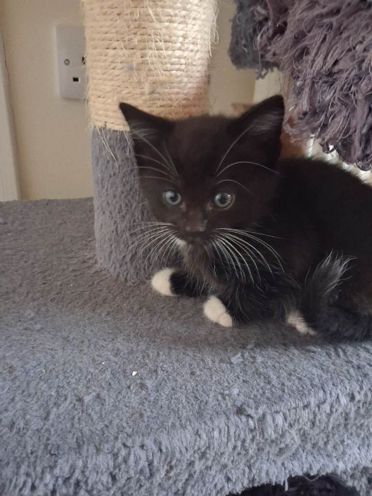 8 week old kittens 