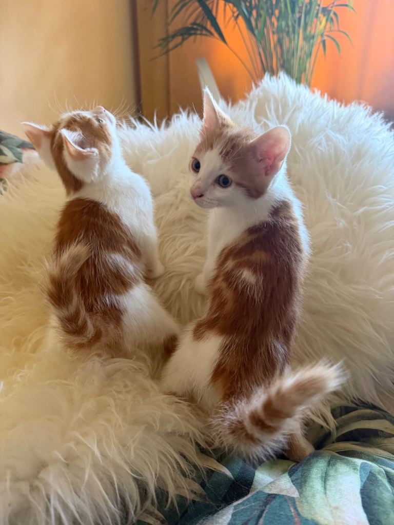  ✨3  Beautiful Kittens – Ready for a Loving Home ✨