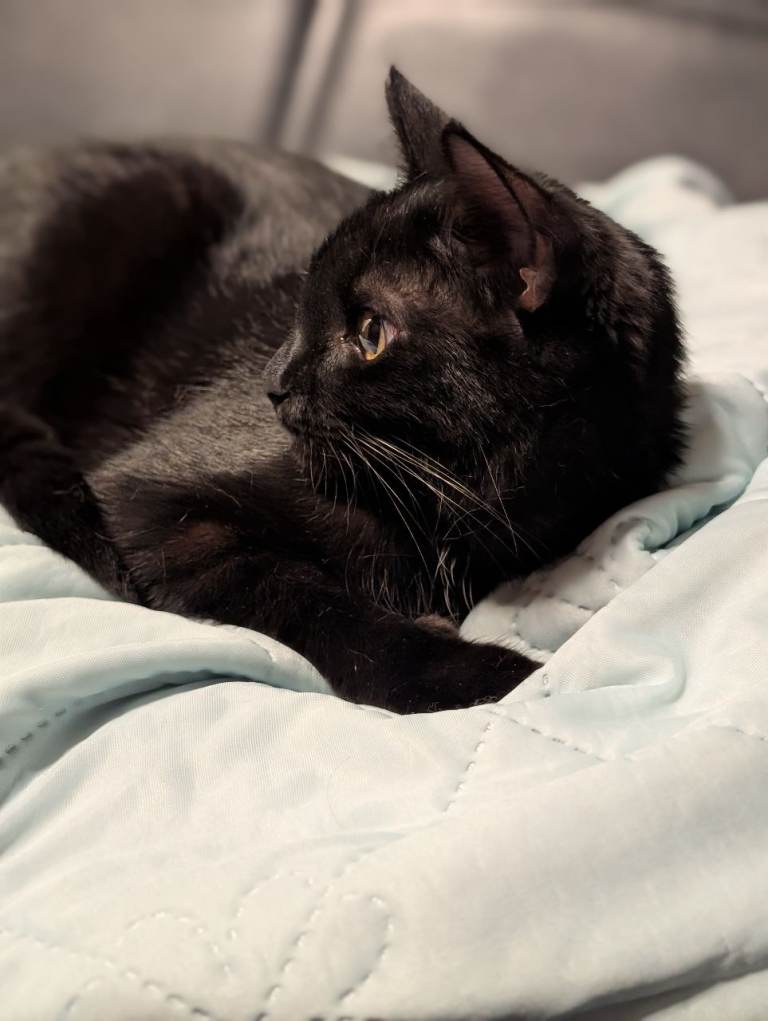 Cute young cat kitten 