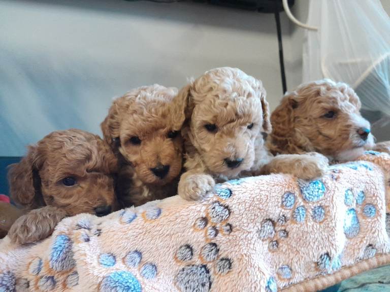 Miniature poodles