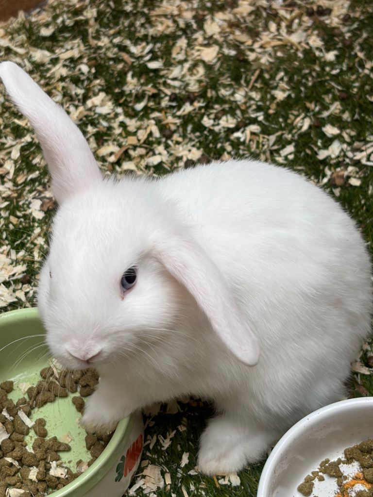 Baby rabbits 