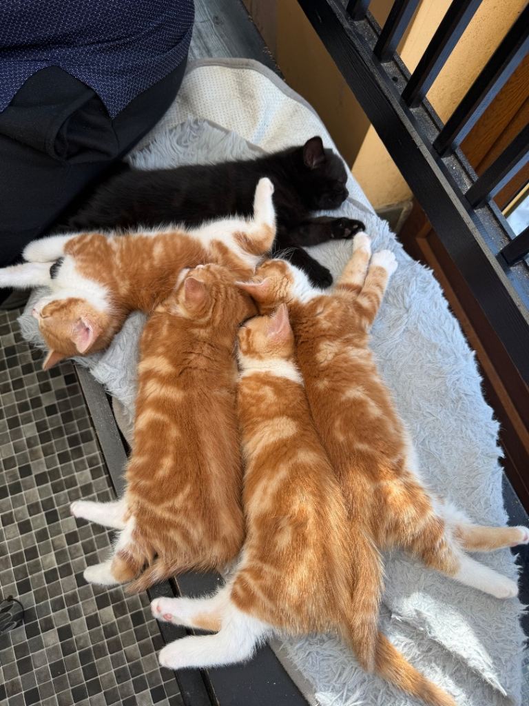 4 beautiful cats looking for a new home 