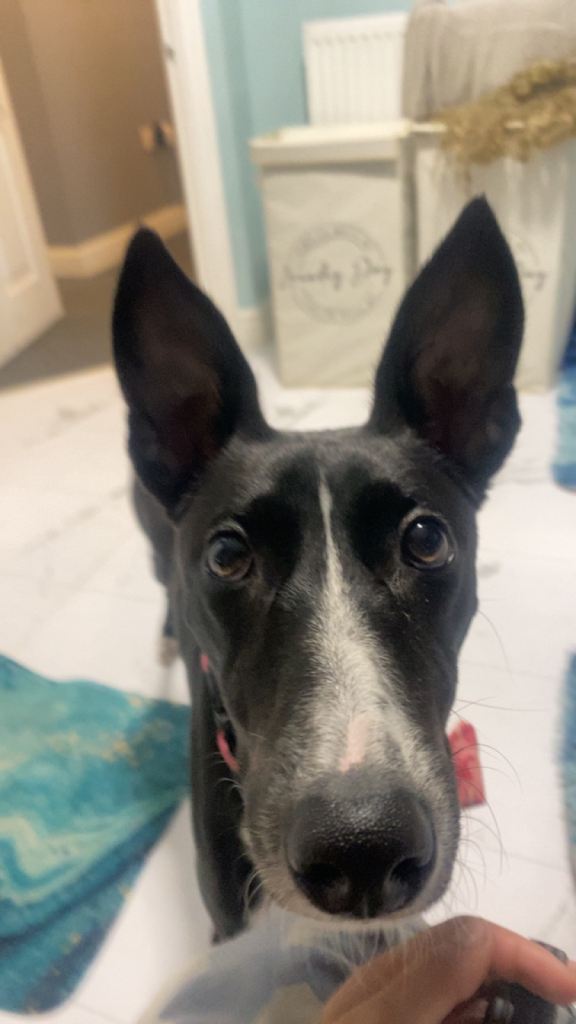 Whippet /lurcher (Skye)
