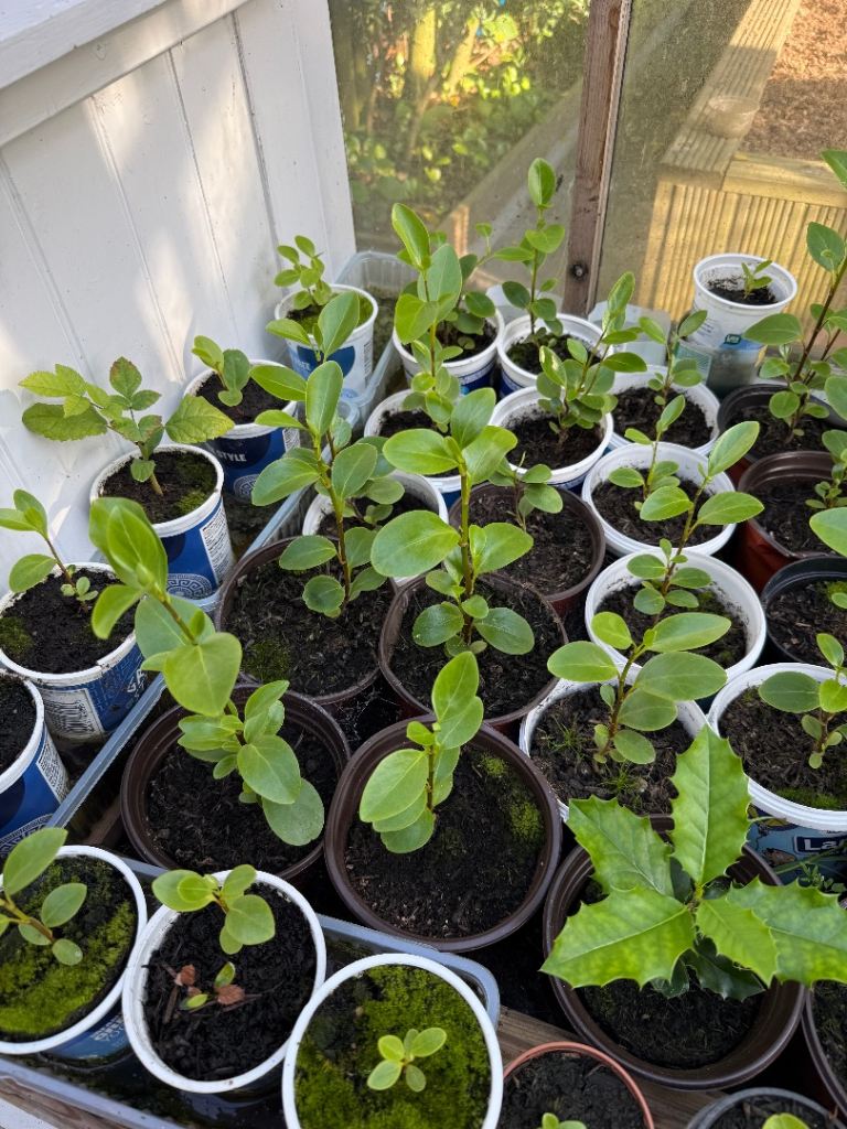 Laurel Trees for sale