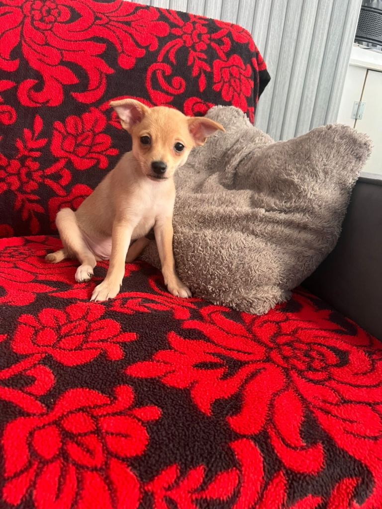 miniature pinscher and Pomeranian puppies