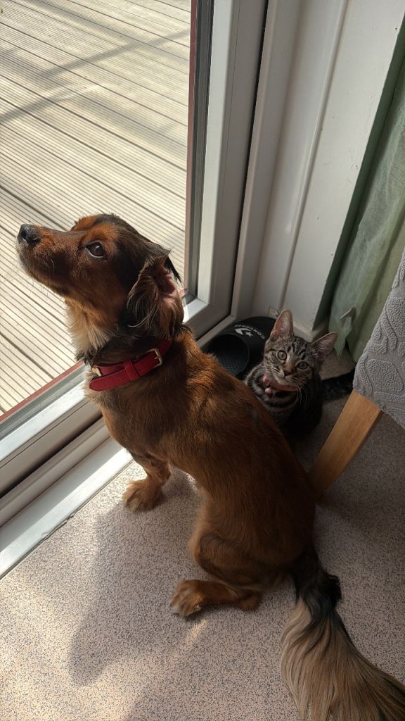 King Charles cavalier x jack russel 
