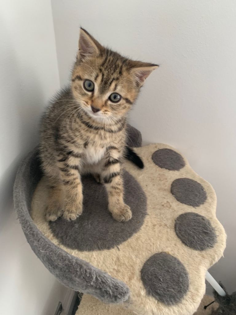 Beautiful male kitten