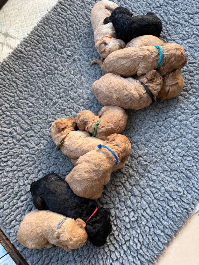 Cockapoo puppies 