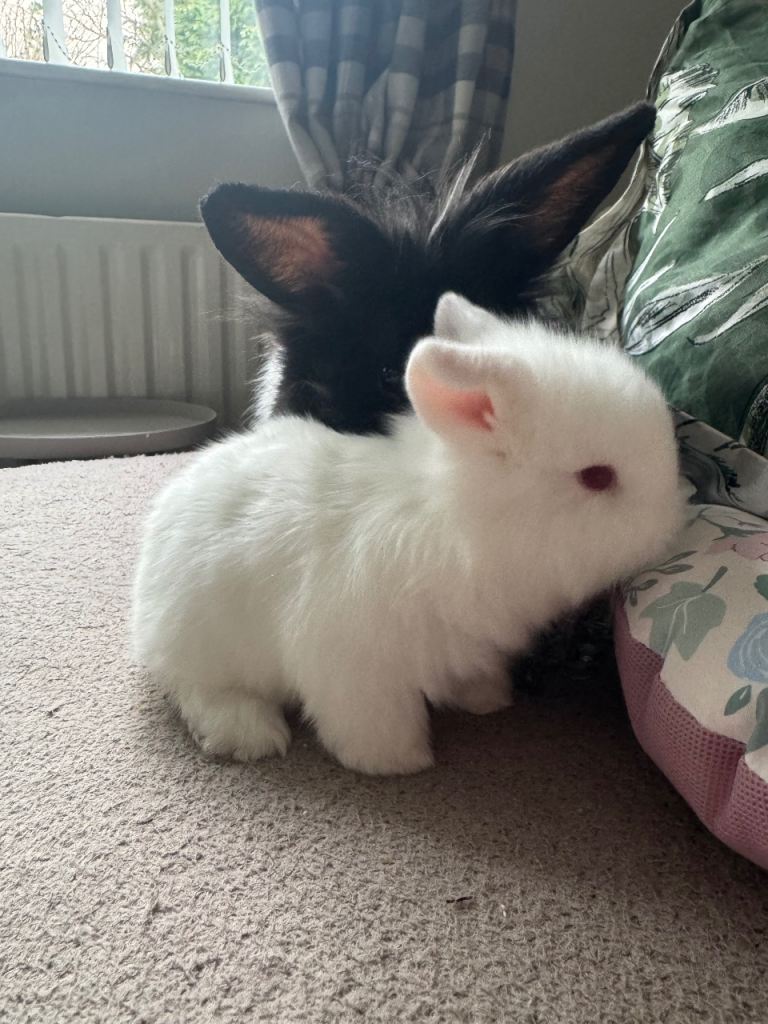 Baby female white bunnies for sale 