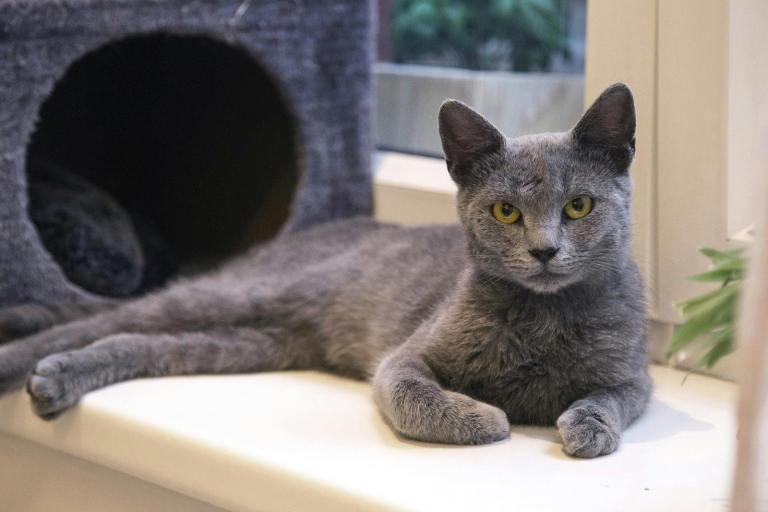 Russian blue 1 year old male £150