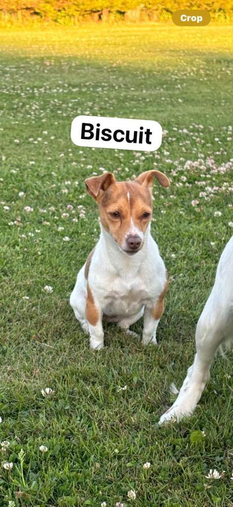 Jack Russell Girl for sale 
