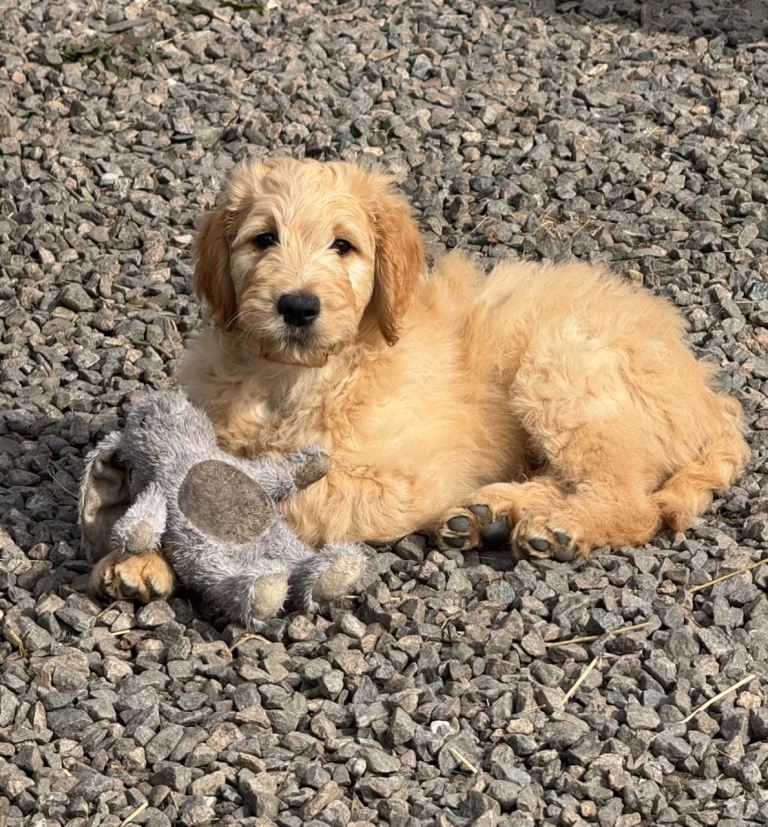 Goldendoodle puppies  *ready now*