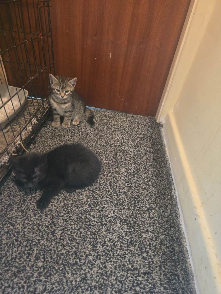 Kittens for sale