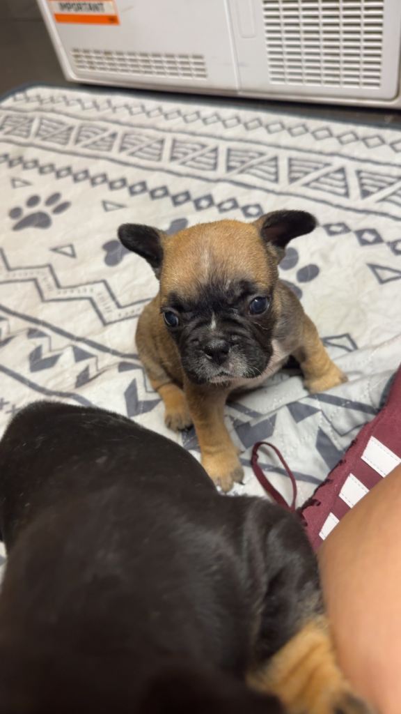 French bull dogs 