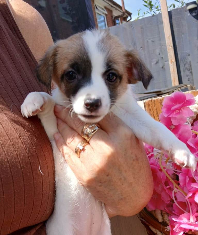 Chihuha puppies for sale