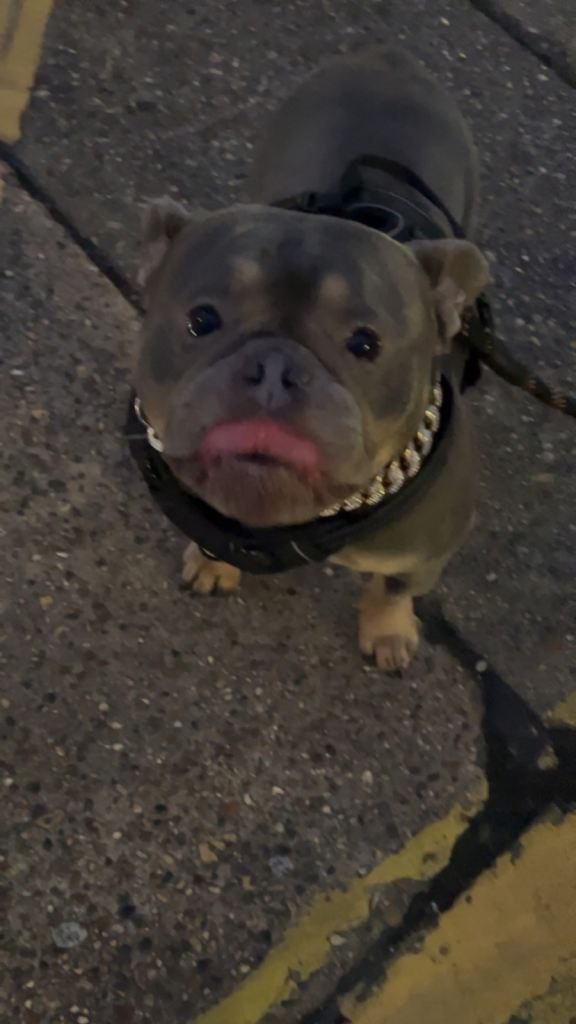 Blue/Grey pocket bully