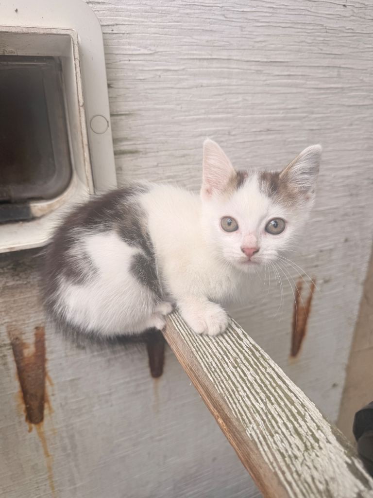 Beautiful kitten for sale