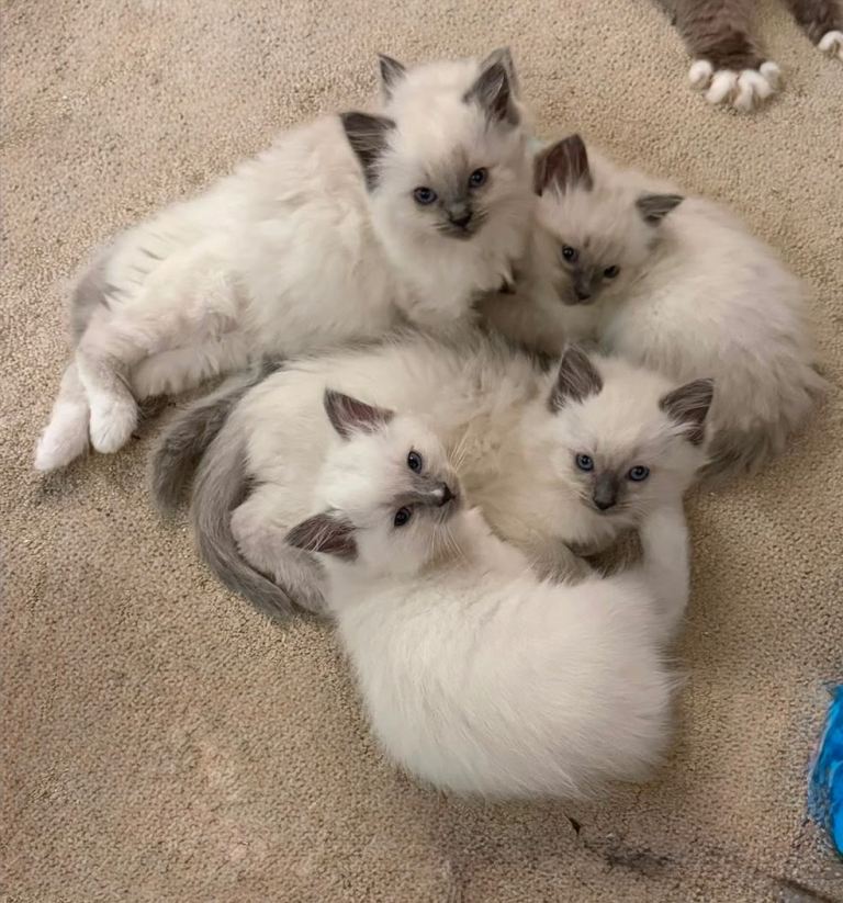 Ragdoll Blue Point Kittens