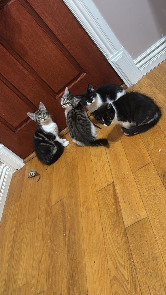 Adorable kittens 