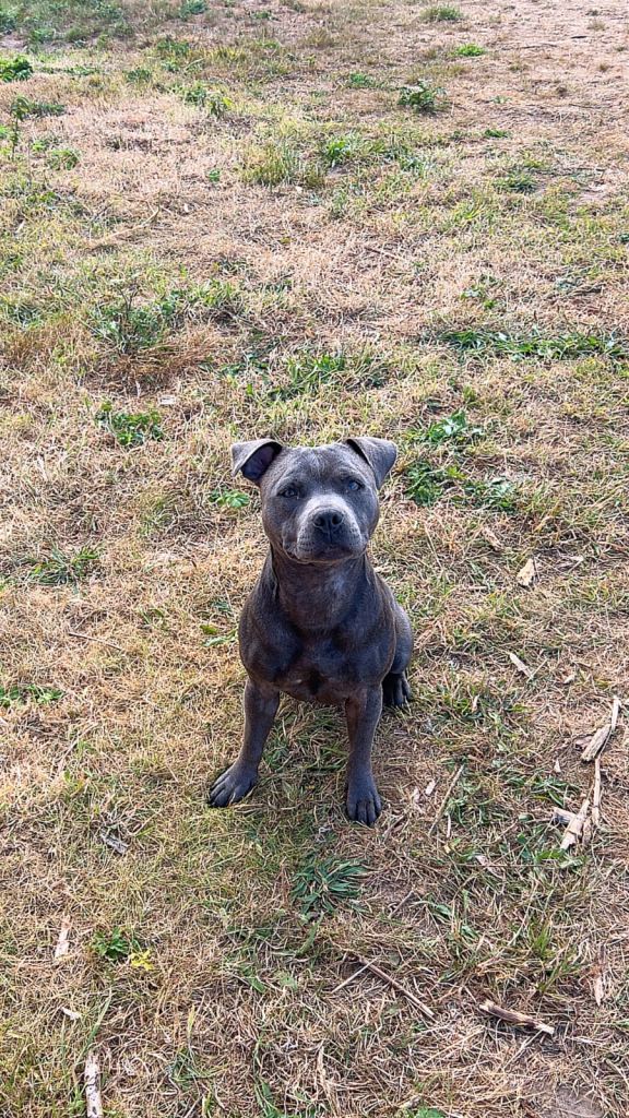 Staffordshire bull terrier 