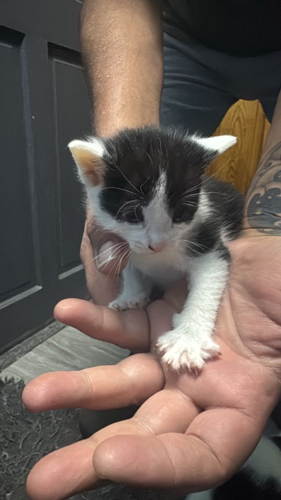 Kittens 
