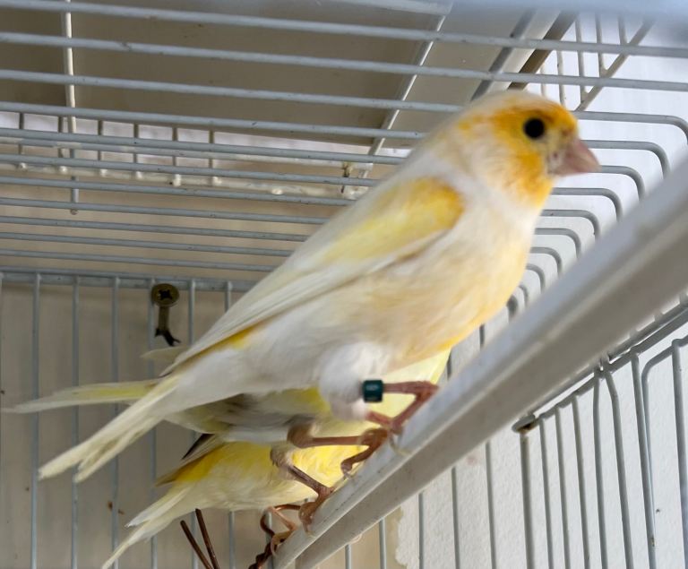 Canary bird
