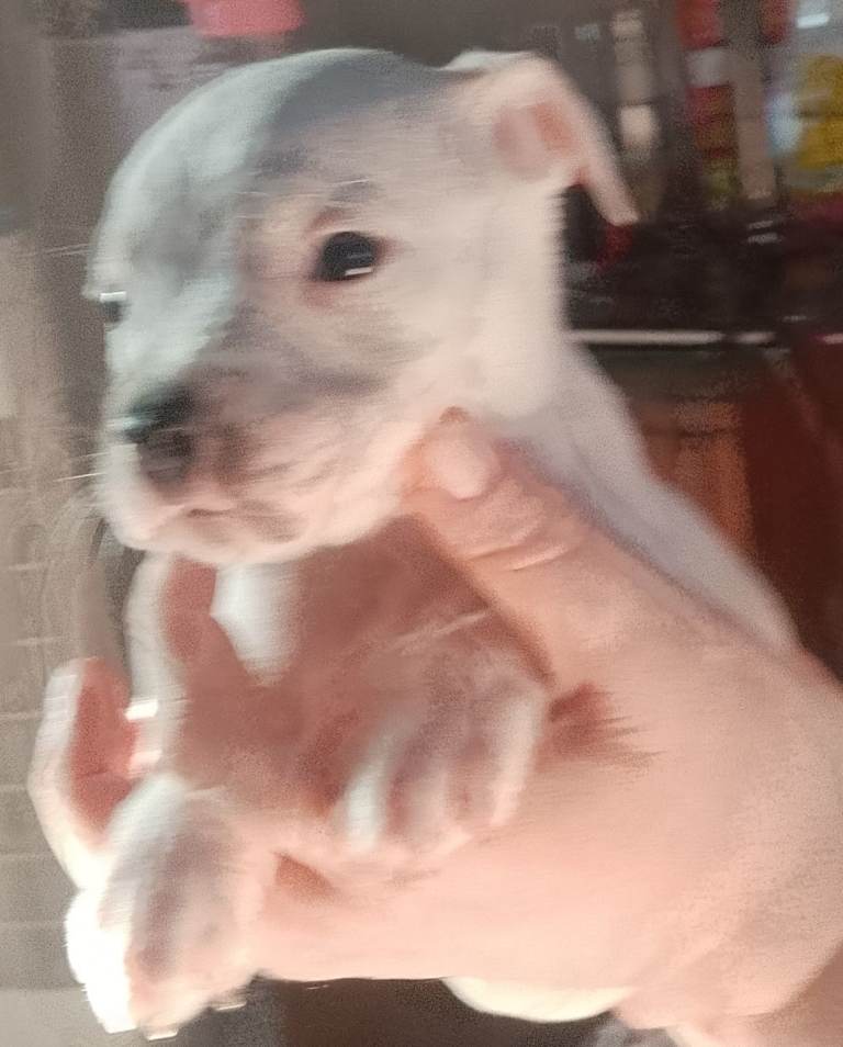 American bulldog x staffy pups