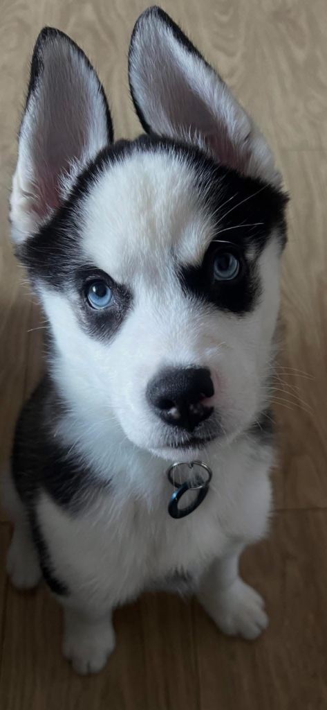 Siberian Husky