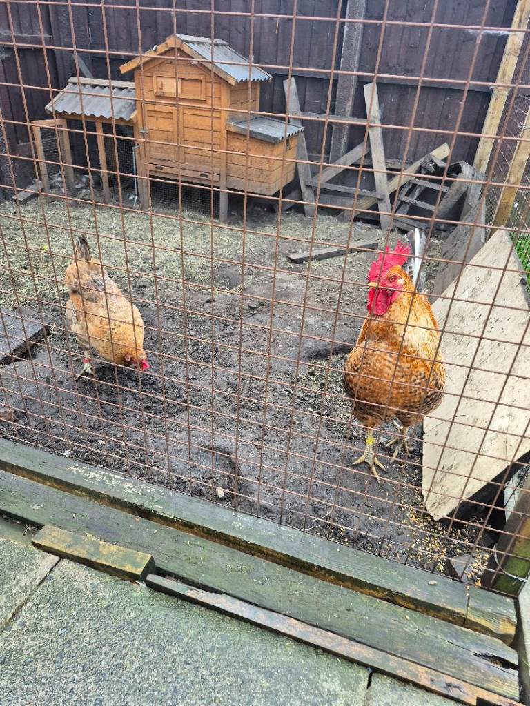 Chickens for sale