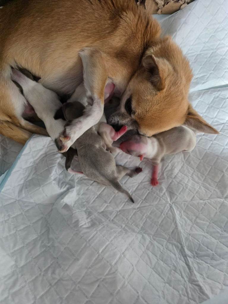 Toy Chihauhaus,1 girl left,ready now